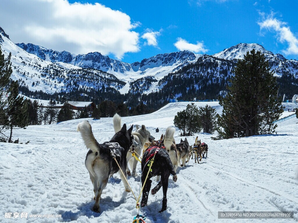 雪地馬拉雪橇的壯麗景象