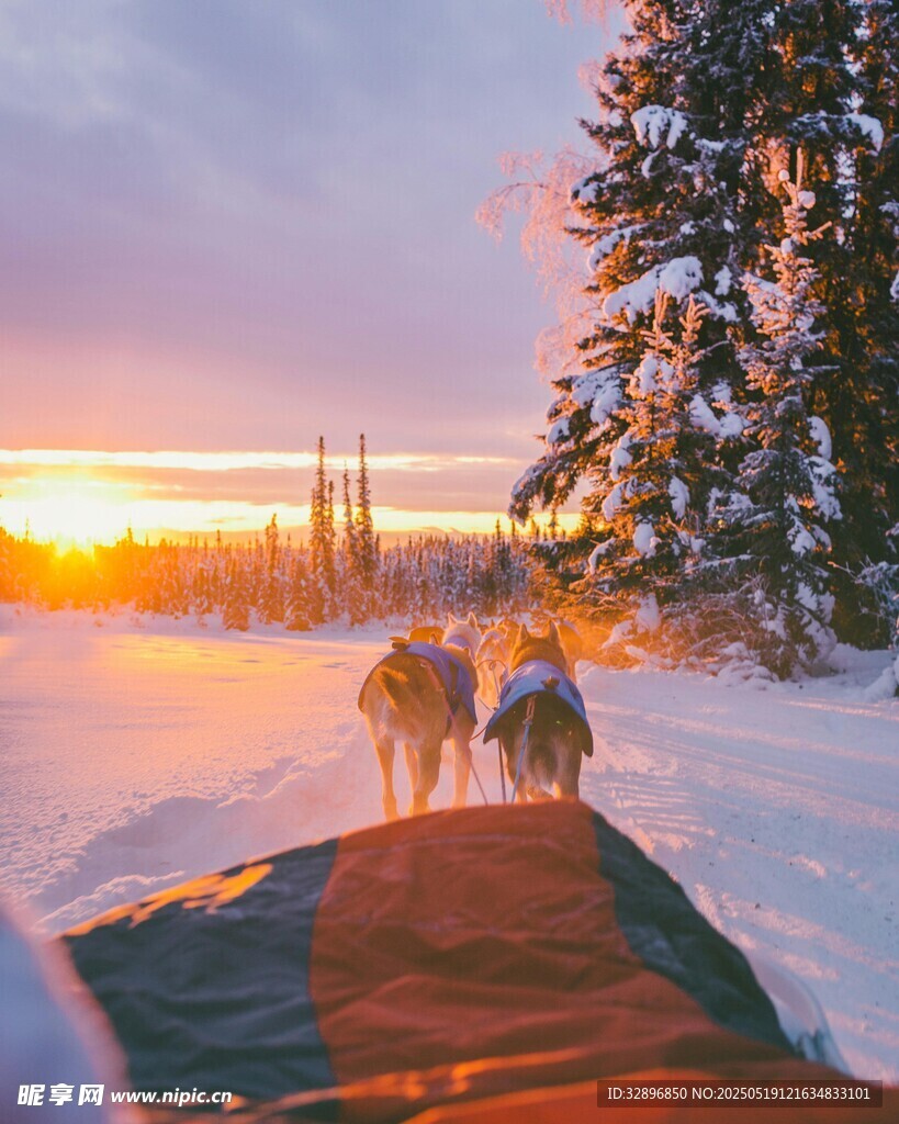 雪地夕陽下的狗拉雪橇之旅