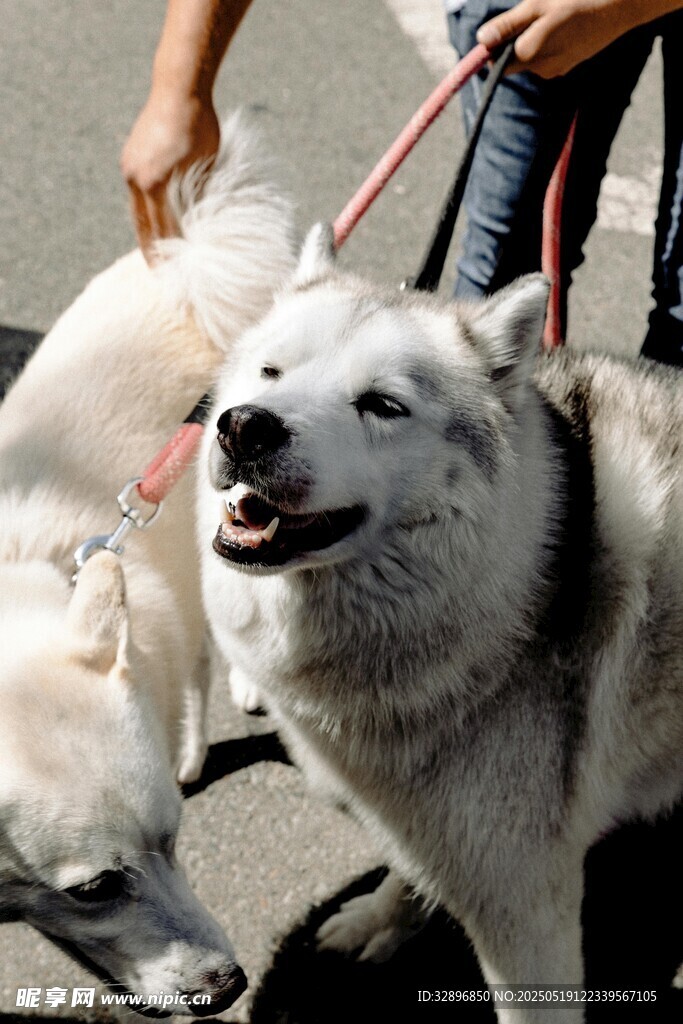 被牽引的開心薩摩耶犬