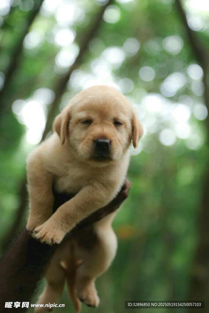 可愛幼犬趴于樹枝上