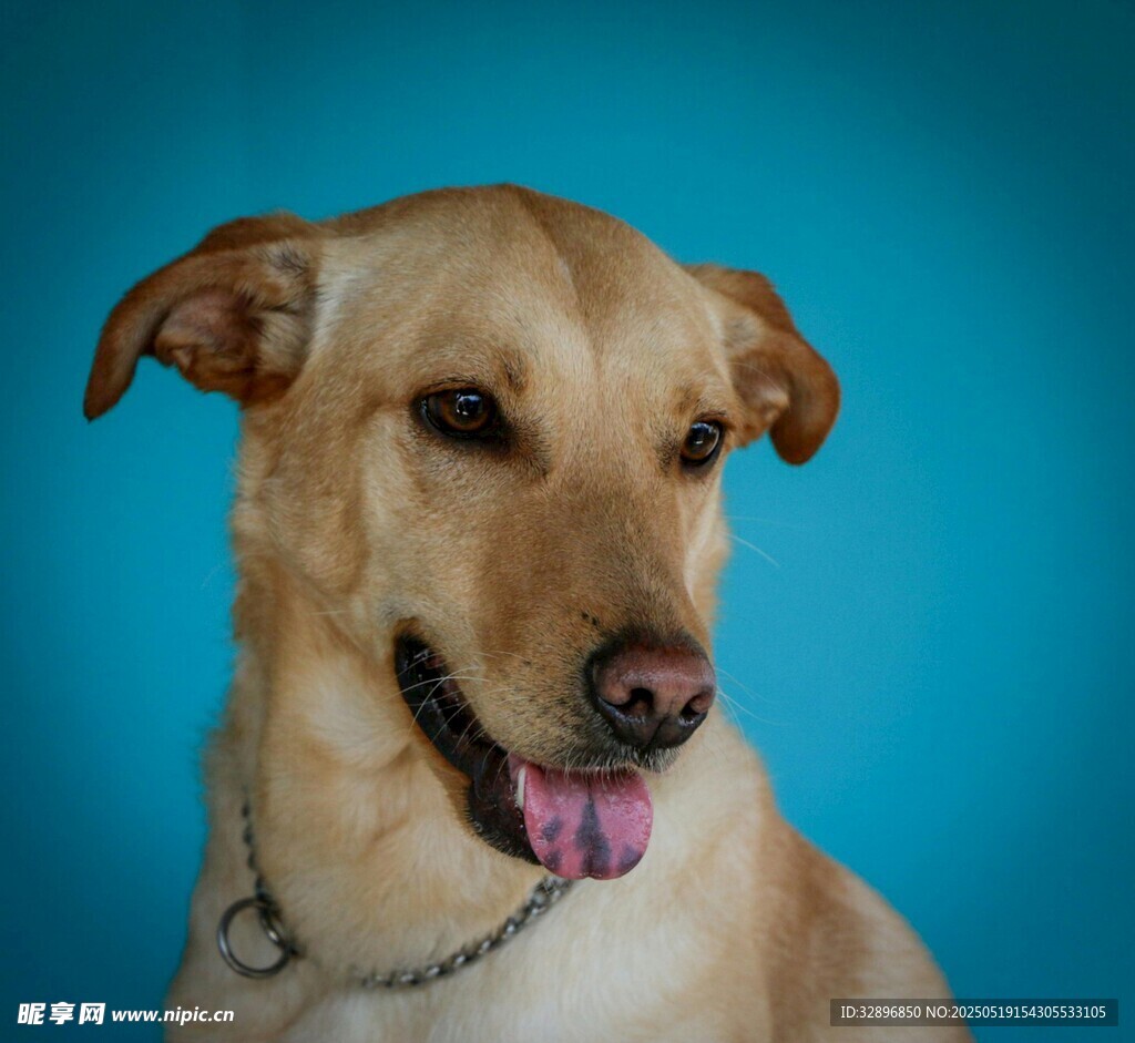 可愛拉布拉多犬的特寫