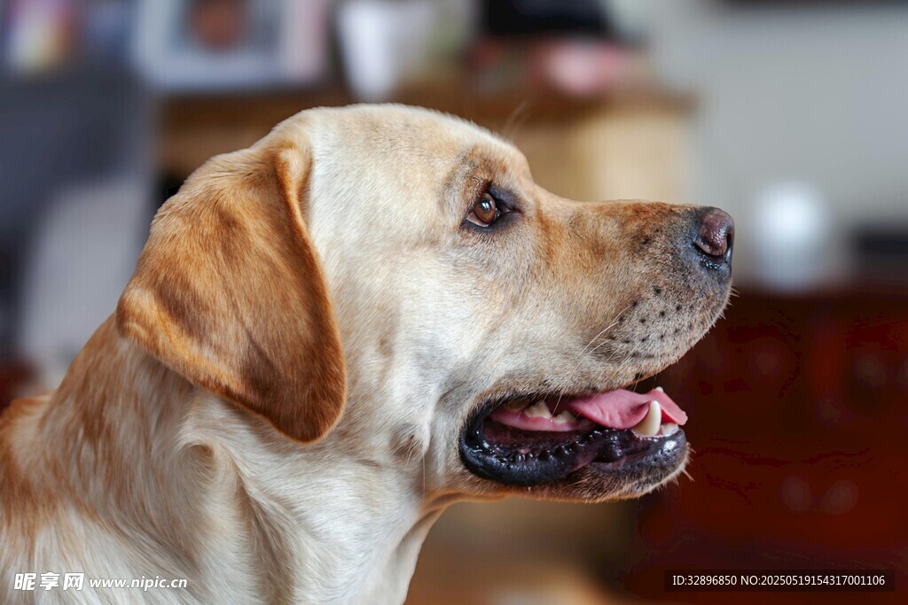 可愛拉布拉多犬張嘴望向前方