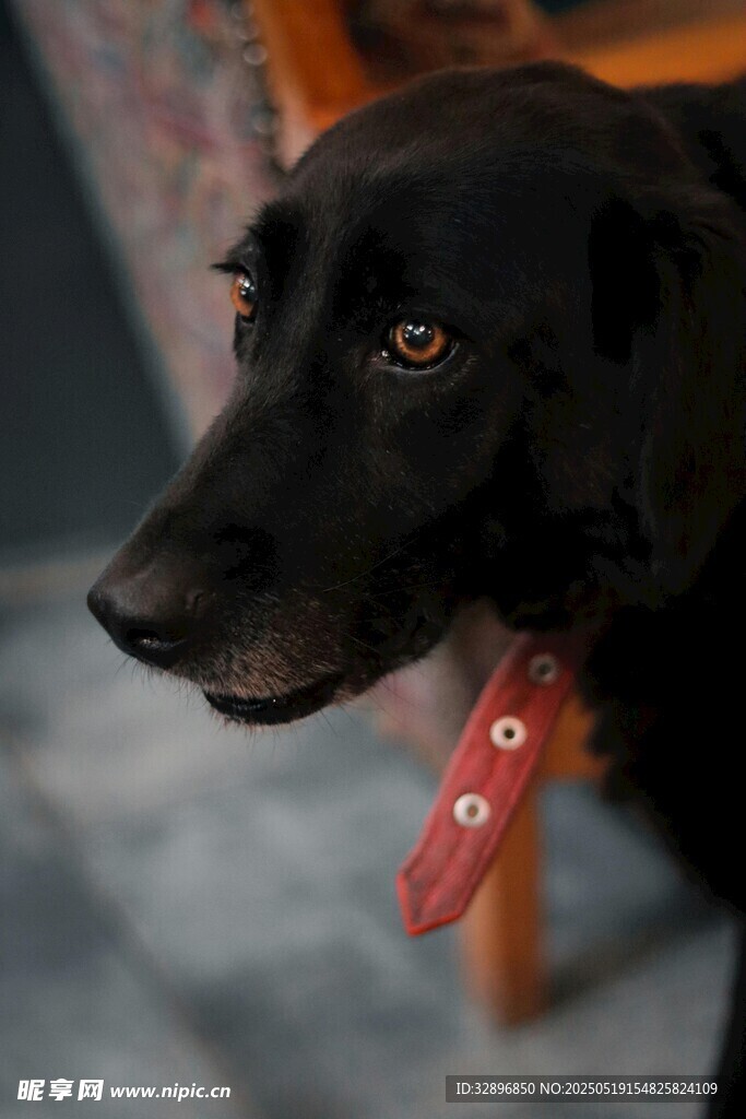 可愛黑犬佩戴紅色口水巾