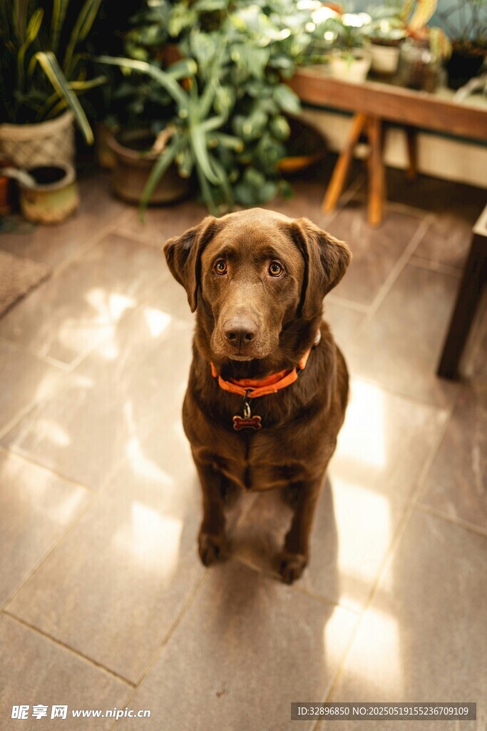 可愛(ài)巧克力色拉布拉多犬