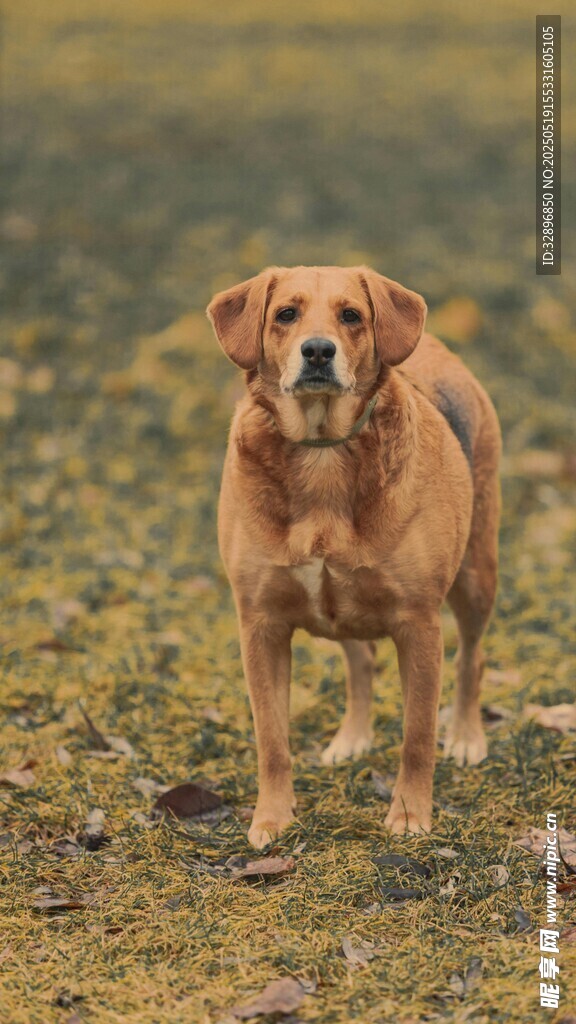田野中的金毛犬