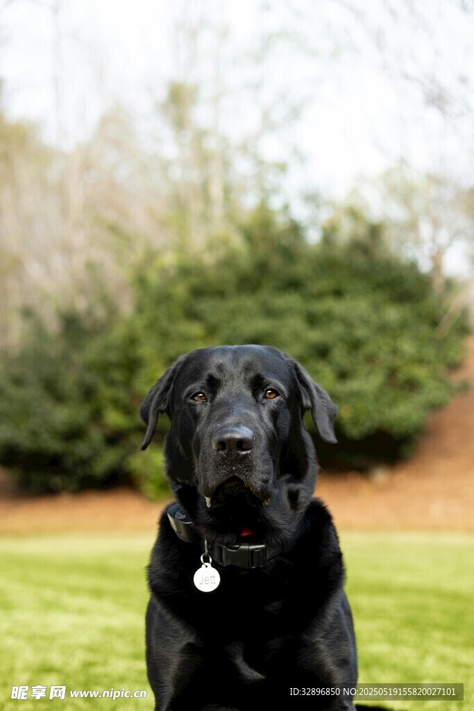 黑色拉布拉多犬坐于草地