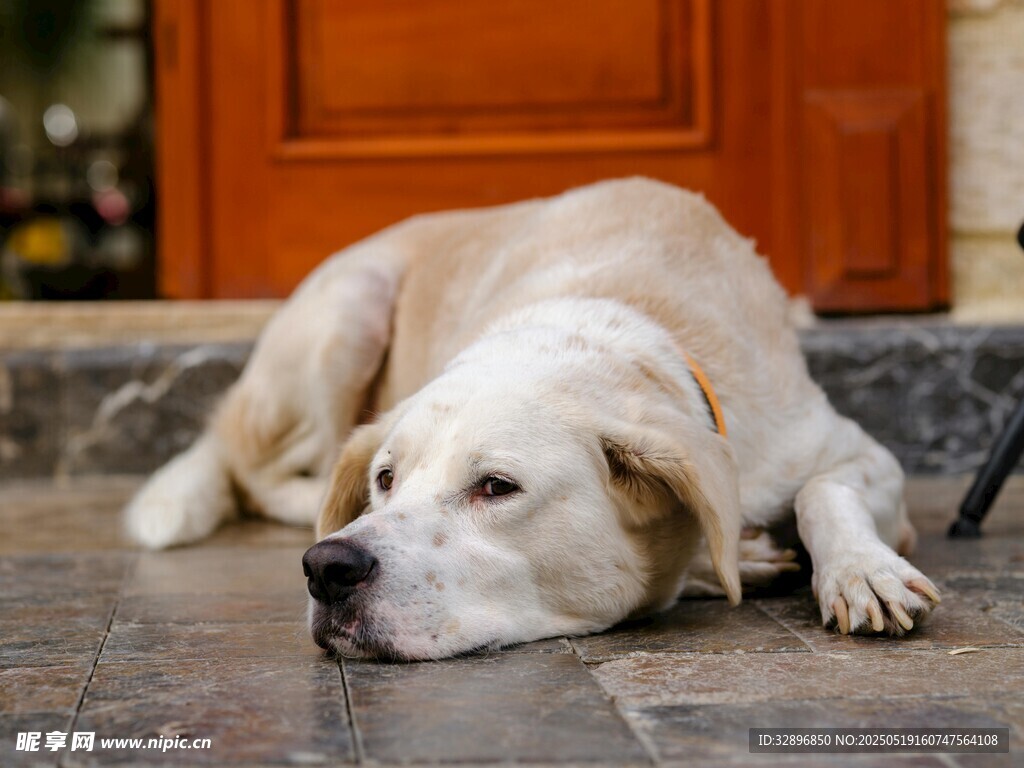 門前趴臥的慵懶金毛犬