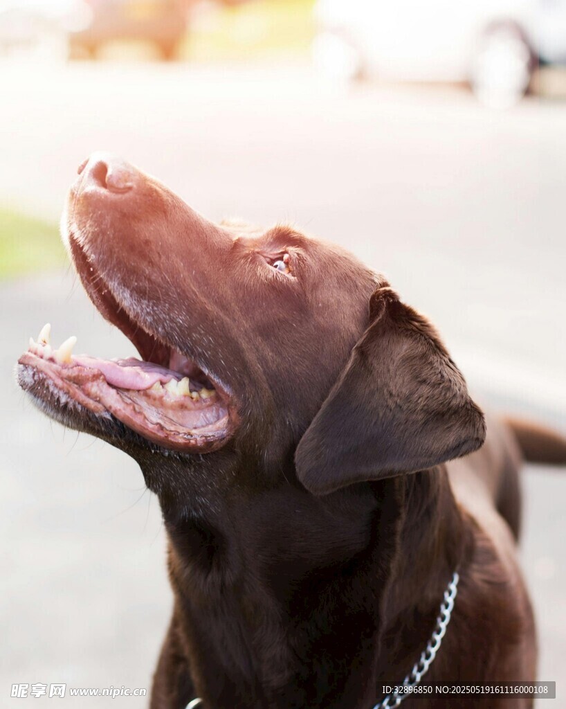 仰頭的黑色拉布拉多犬