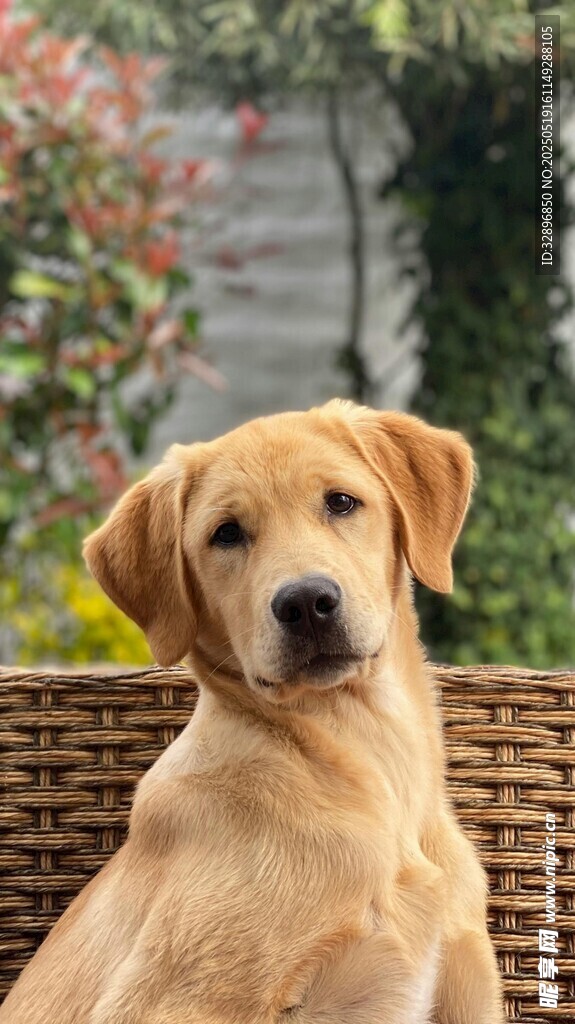 可愛拉布拉多犬的愜意時光