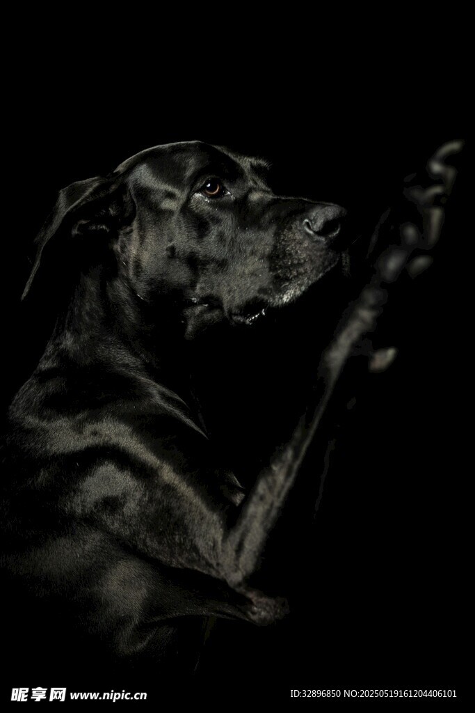 黑色光影下的優(yōu)雅獵犬