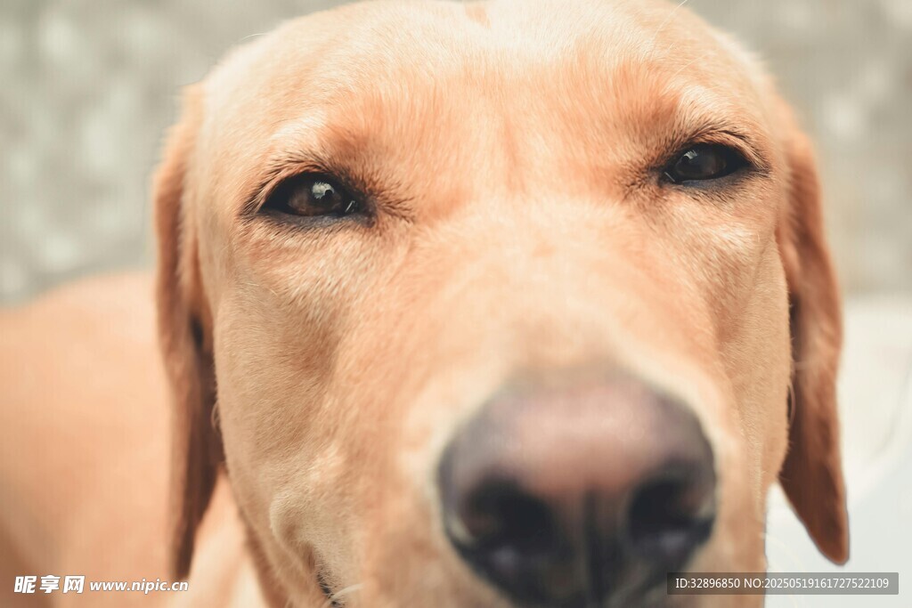 可愛金毛犬近景特寫