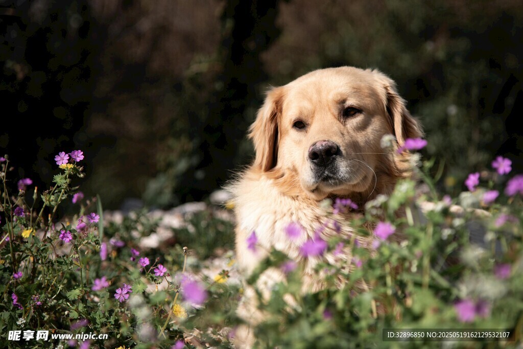 花叢中的金毛犬