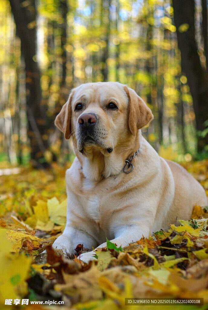 秋日林中的拉布拉多犬