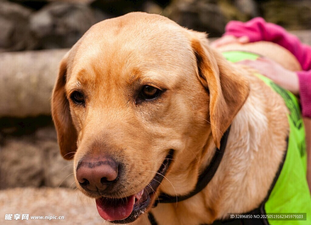 穿綠背心的可愛拉布拉多犬