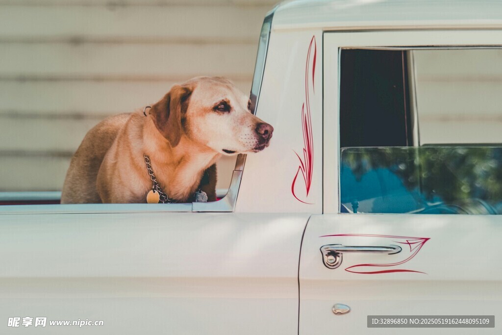 皮卡車上的愜意金毛犬