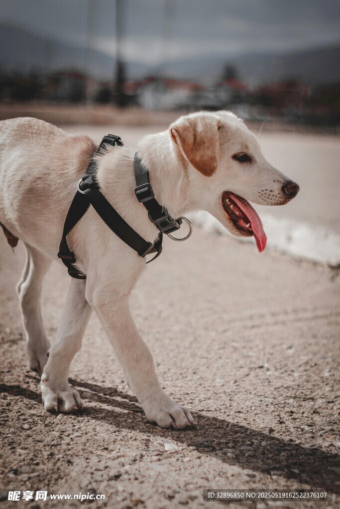 沙灘上散步的可愛金毛犬