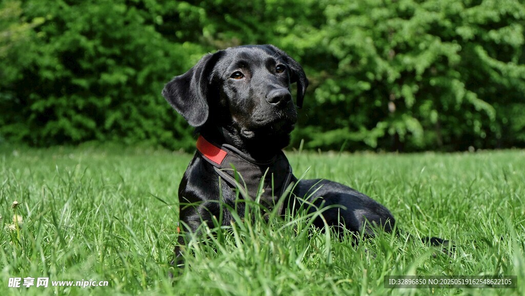 草地上的黑色寵物犬
