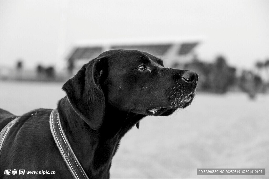 黑白照片中的帥氣獵犬