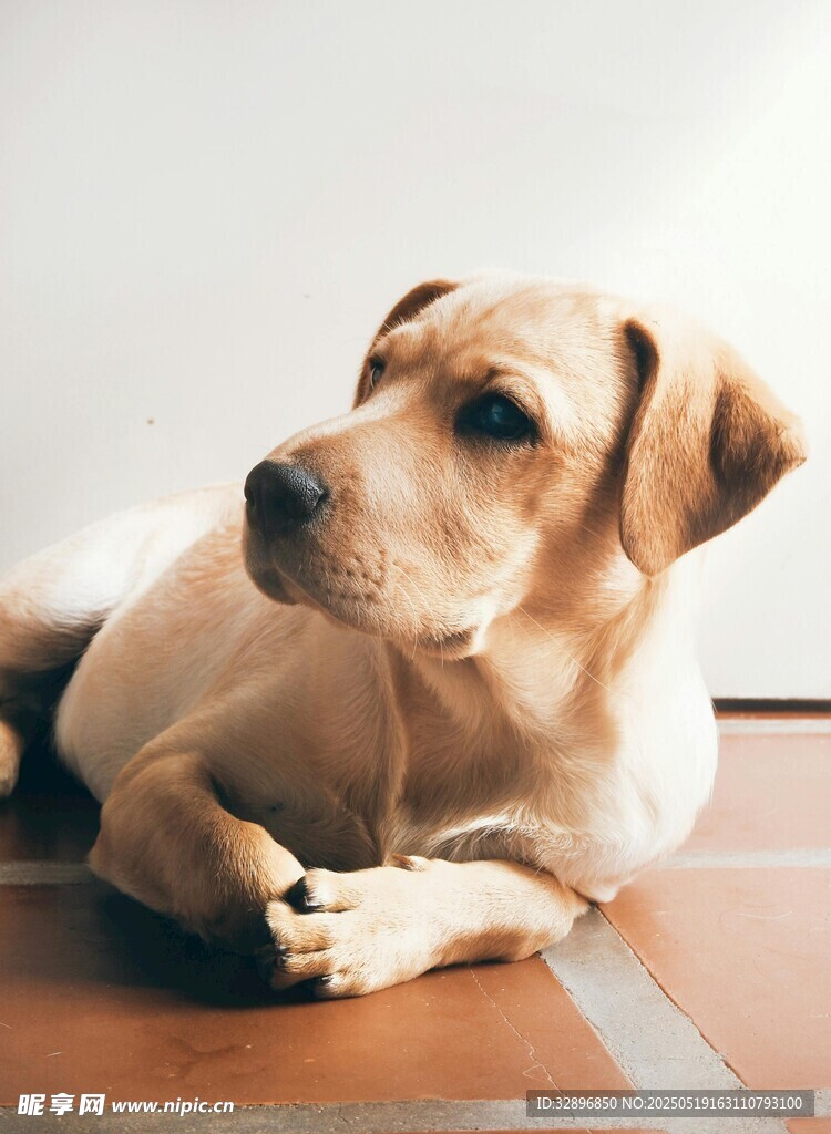 趴著的可愛小黃狗
