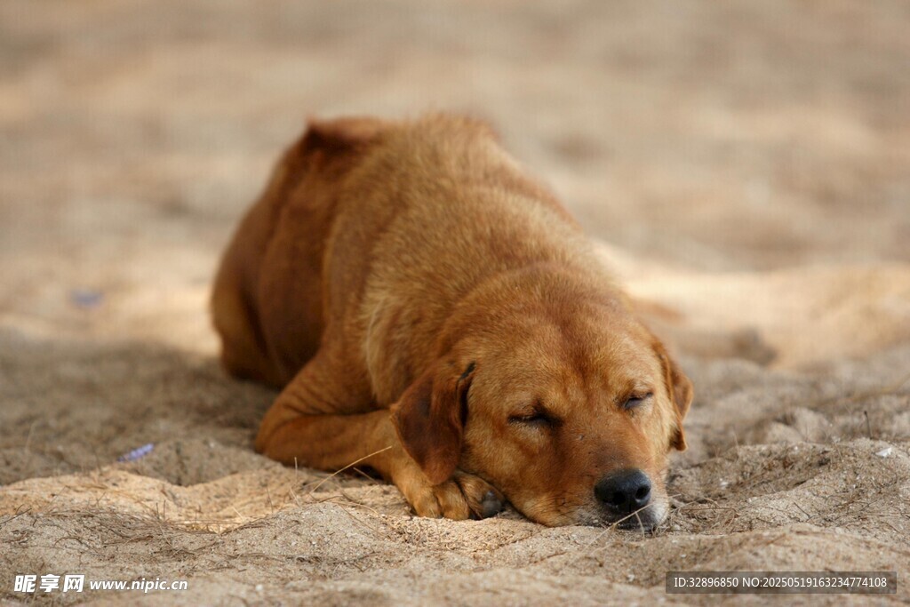 趴著的金毛犬