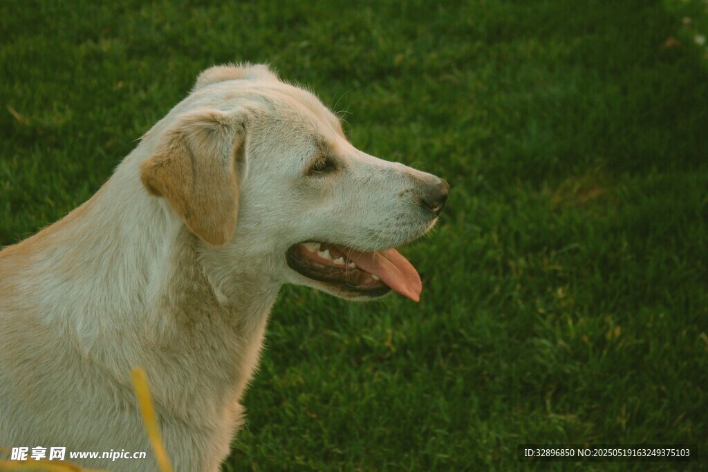 草地上的可愛拉布拉多犬