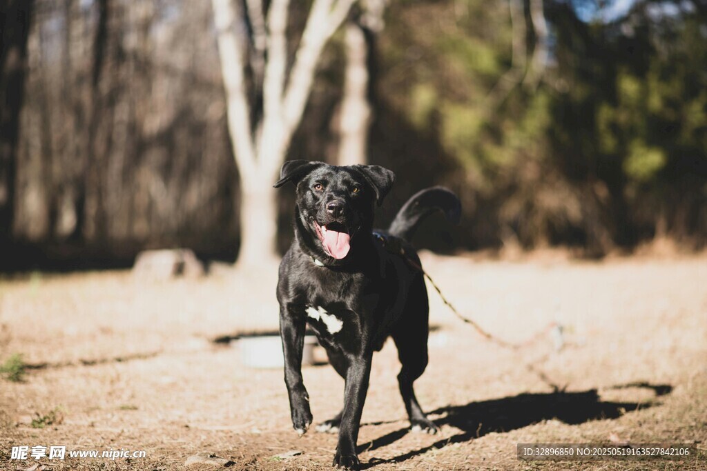 黑犬在戶外歡快奔跑