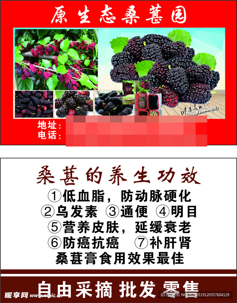 桑葚名片 