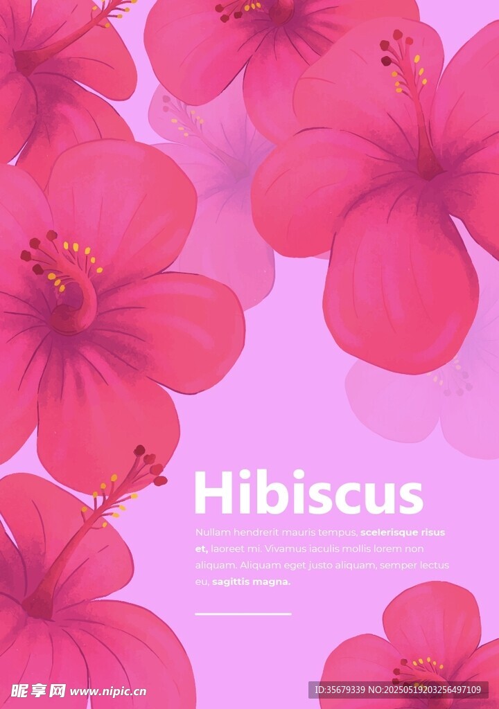 粉色木槿花背景圖