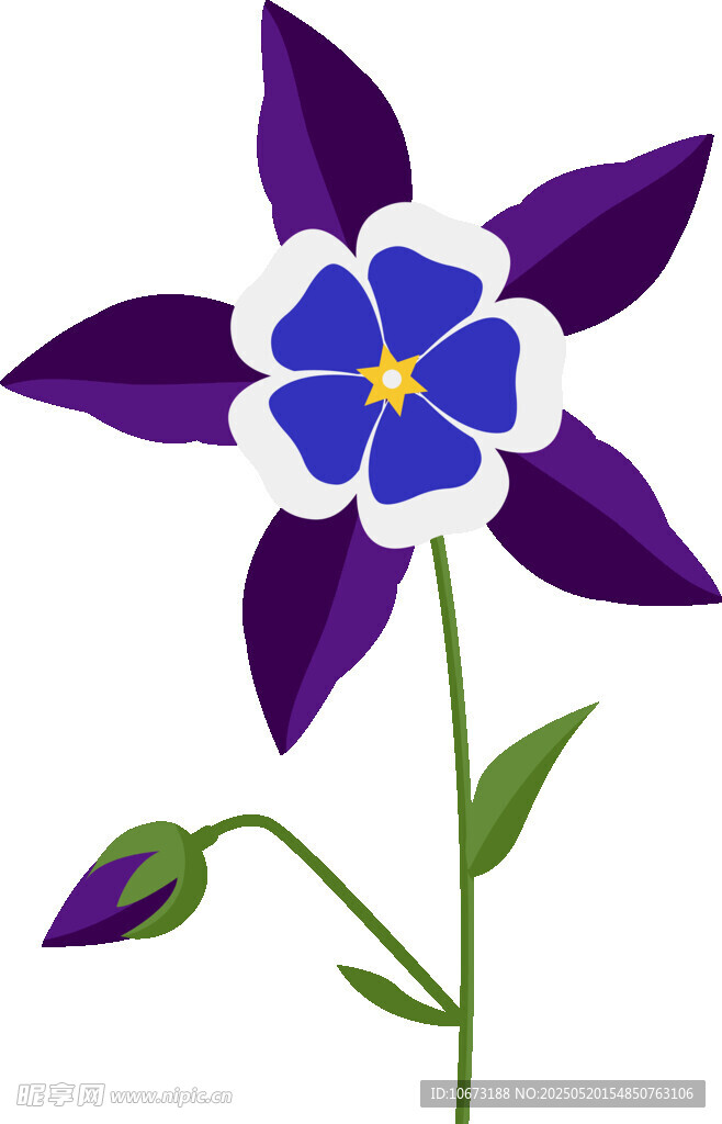 紫色耬斗菜花插畫