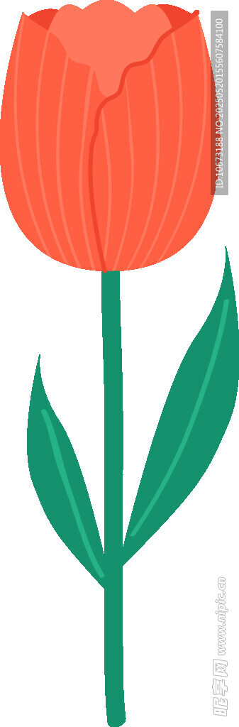 橙色郁金香插畫