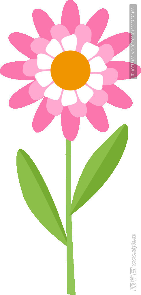 粉色雛菊插畫