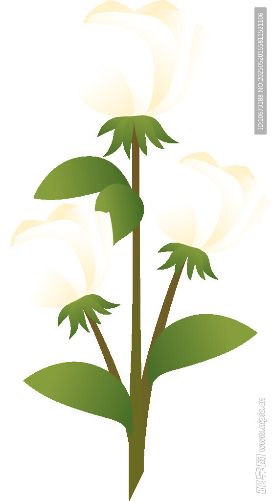 三朵白玫瑰插畫
