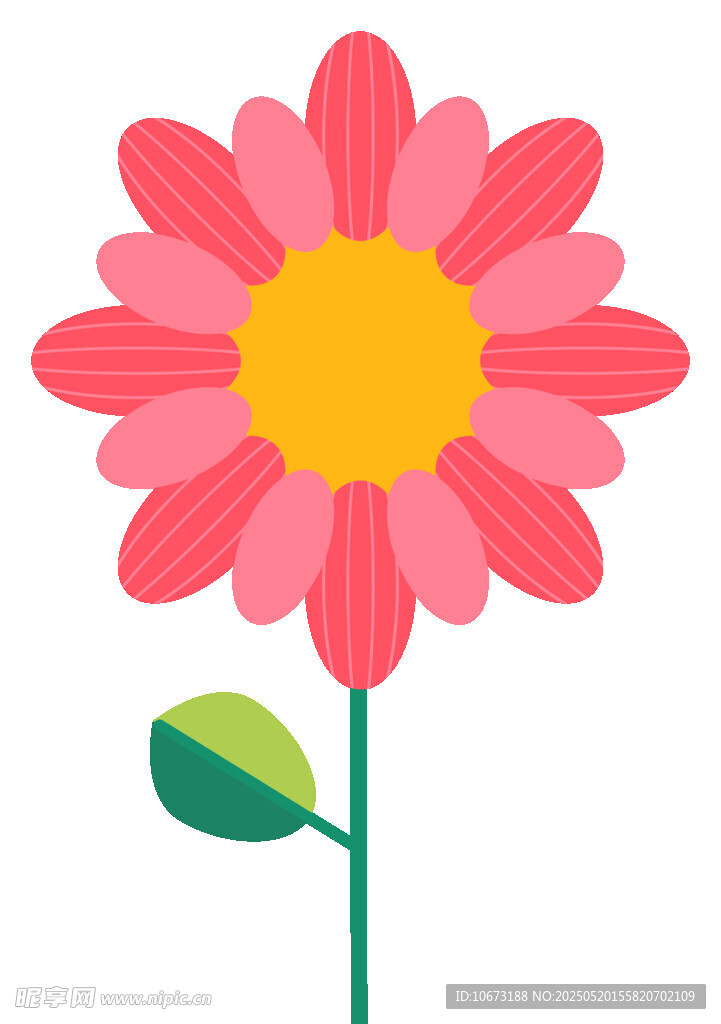 粉色雛菊插畫