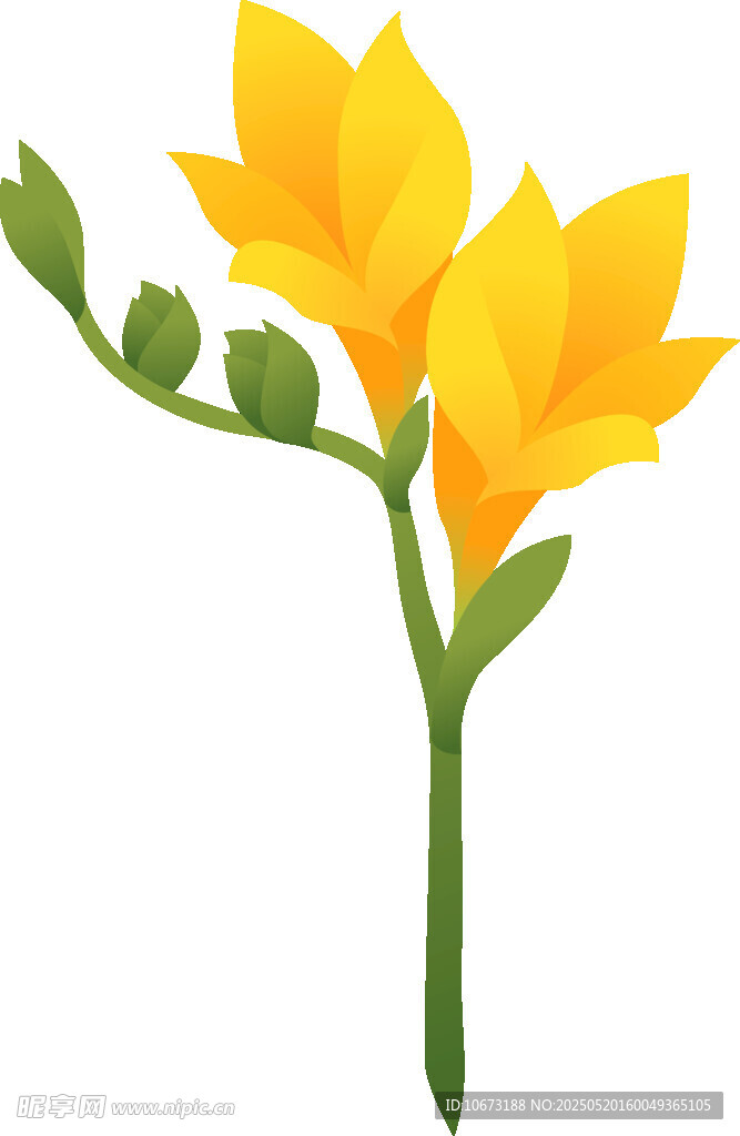 黃色花朵插畫