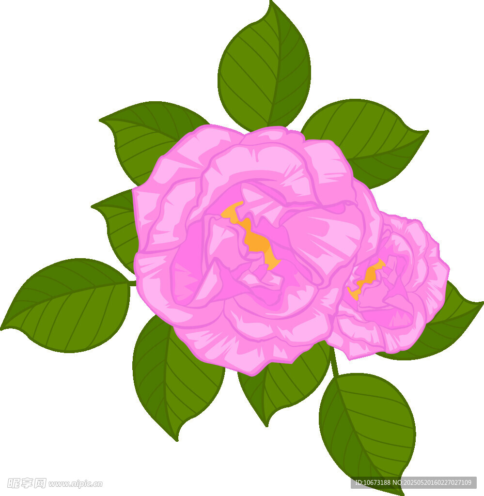 兩朵粉色嬌艷山茶花