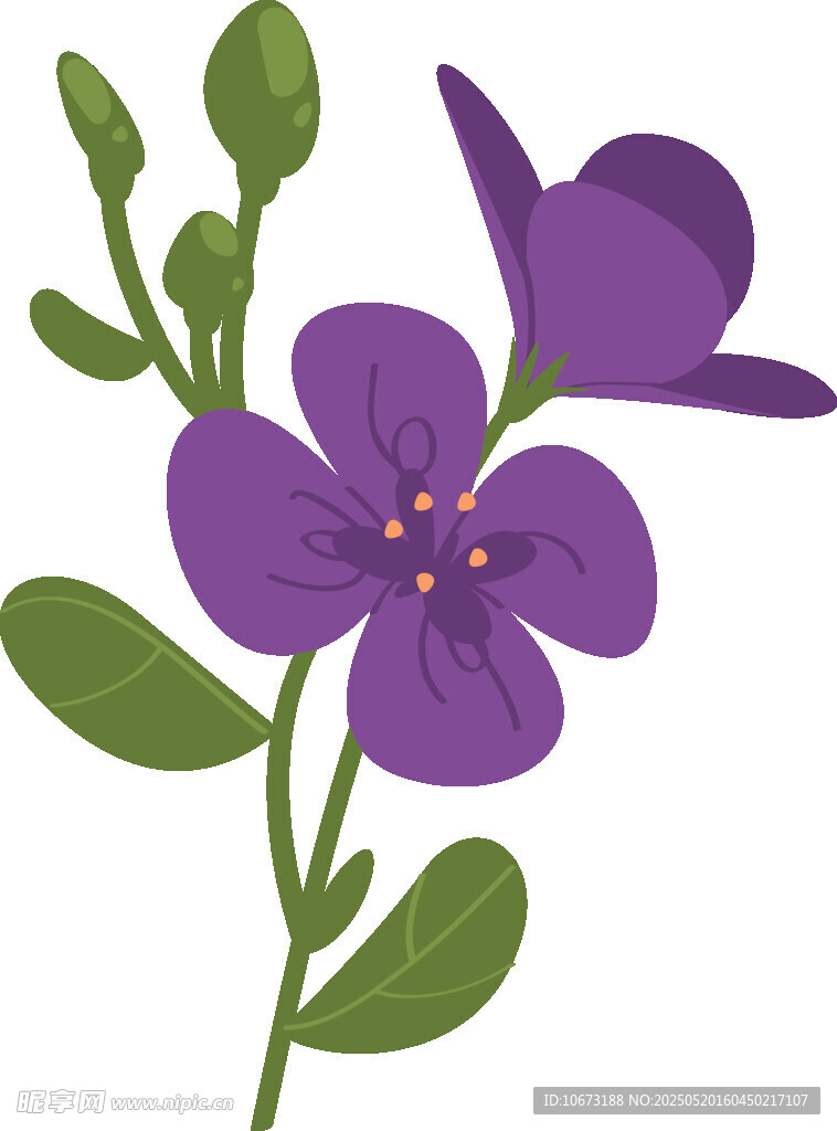 紫色小花植物插畫