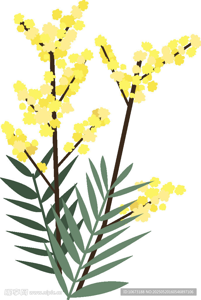 黃色金合歡花枝插畫