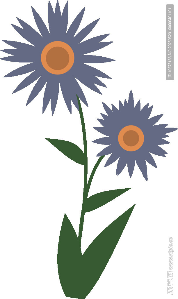 兩朵紫色雛菊插畫