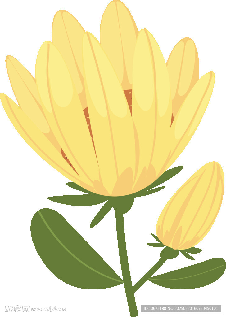 黃色花卉插畫