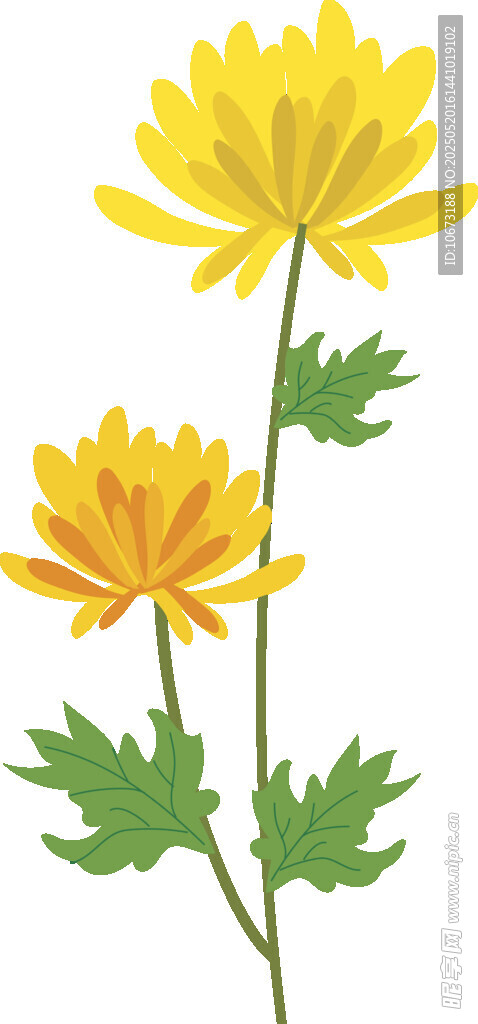 兩朵黃色菊花插畫