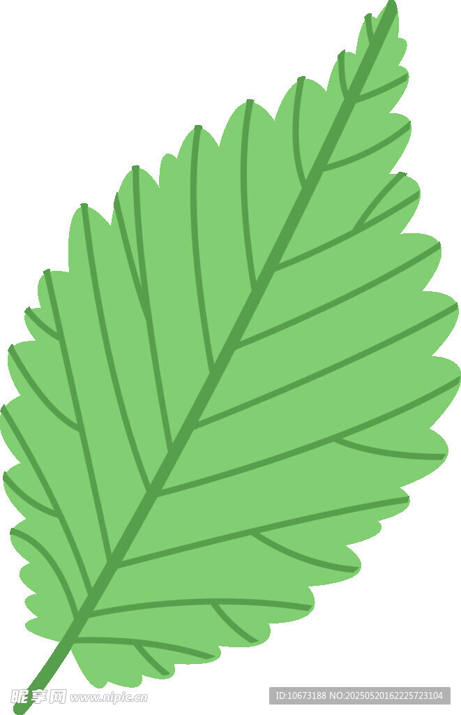 單片綠葉插畫