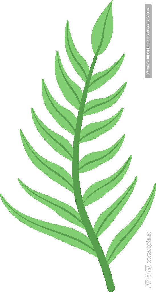 綠色蕨類葉片插畫