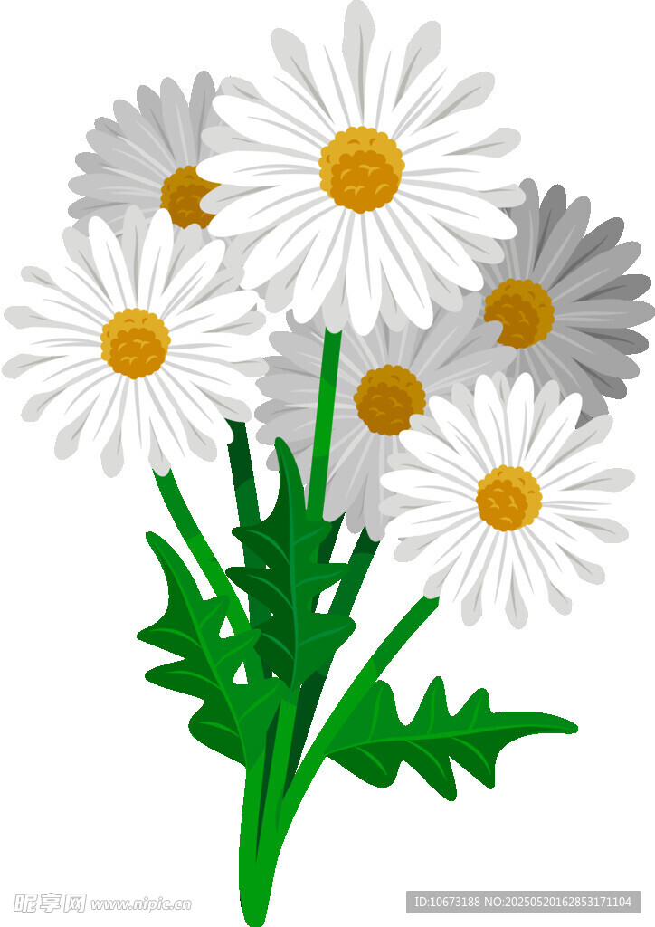清新雛菊插畫