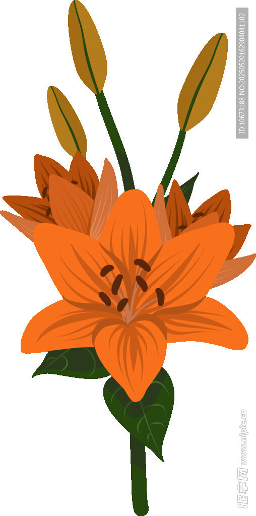 橙色百合花插畫