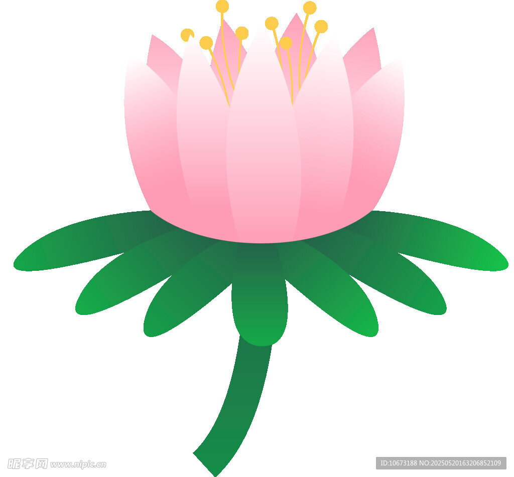 粉色蓮花插畫