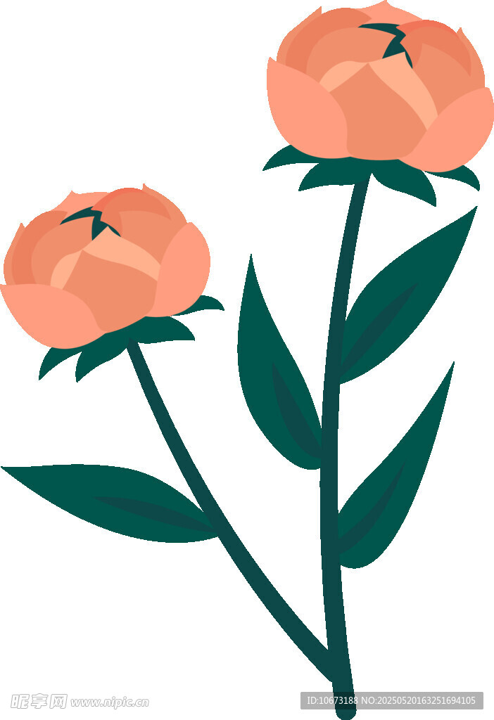 兩朵橙色花朵插畫