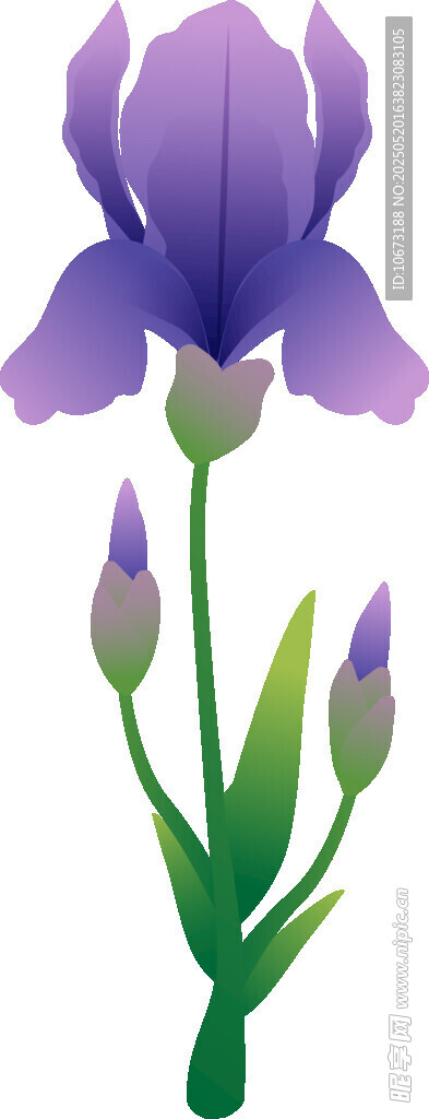 紫色鳶尾花插畫