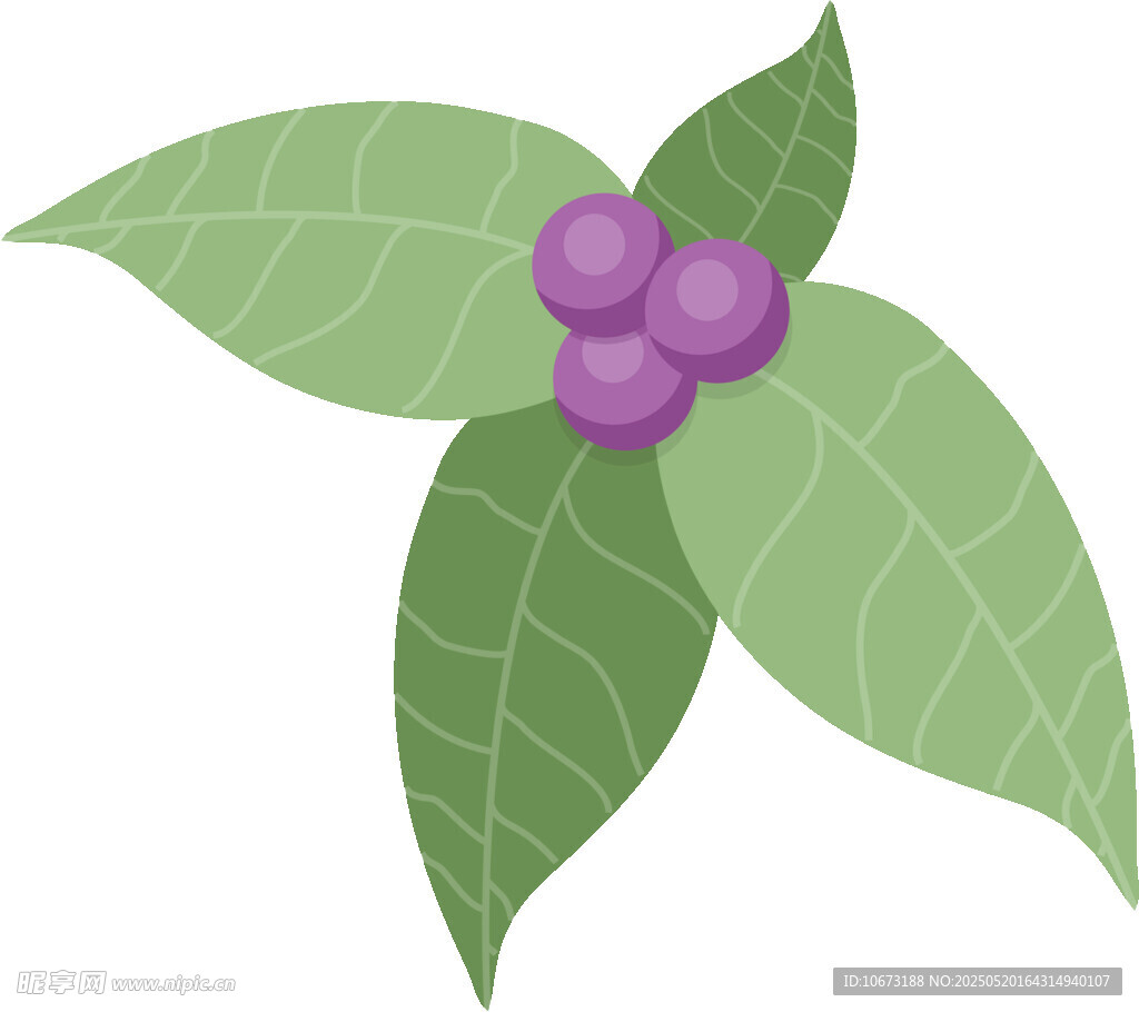 綠葉紫果插畫