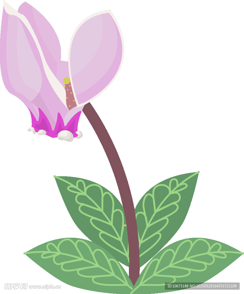 粉色仙客來花卉插畫
