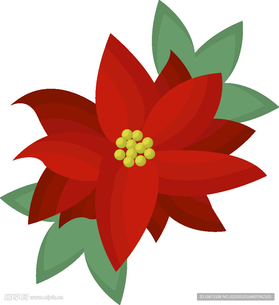紅色一品紅花卉插畫
